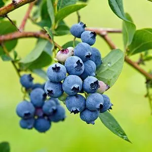 Mini Blues Blueberry