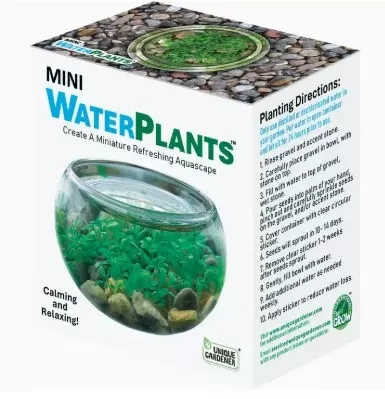 Mini Water Plant Terrarium