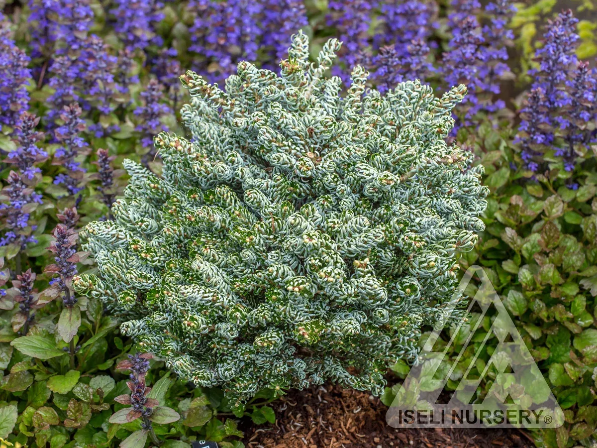 Miniature Korean Fir