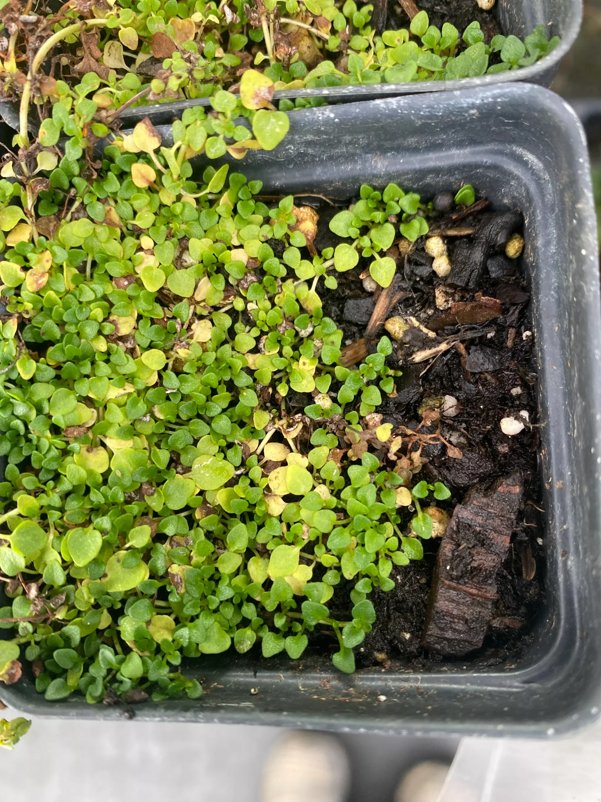 Mint, Corsican