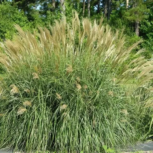 Miscanthus 'Adagio'