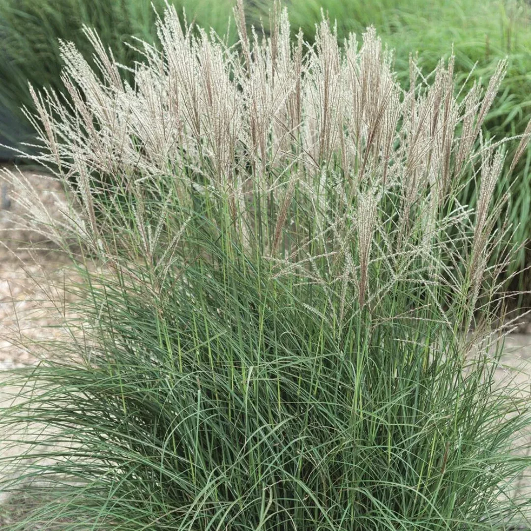 Miscanthus 'Autumn Light'