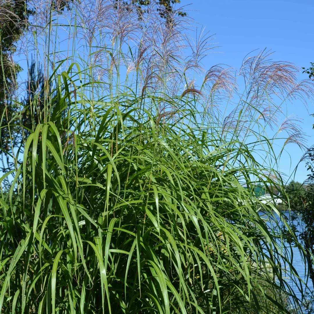 Miscanthus 'Goliath'