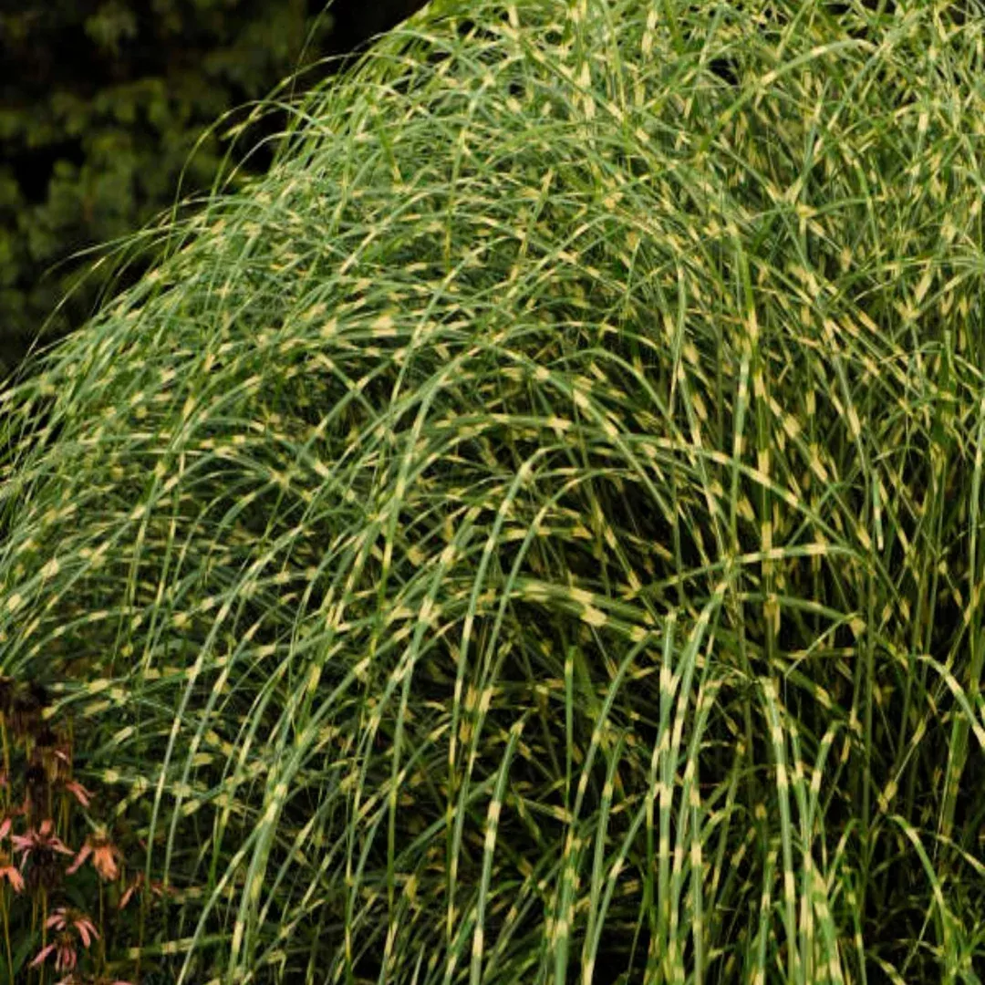 Miscanthus 'Little Zebra'