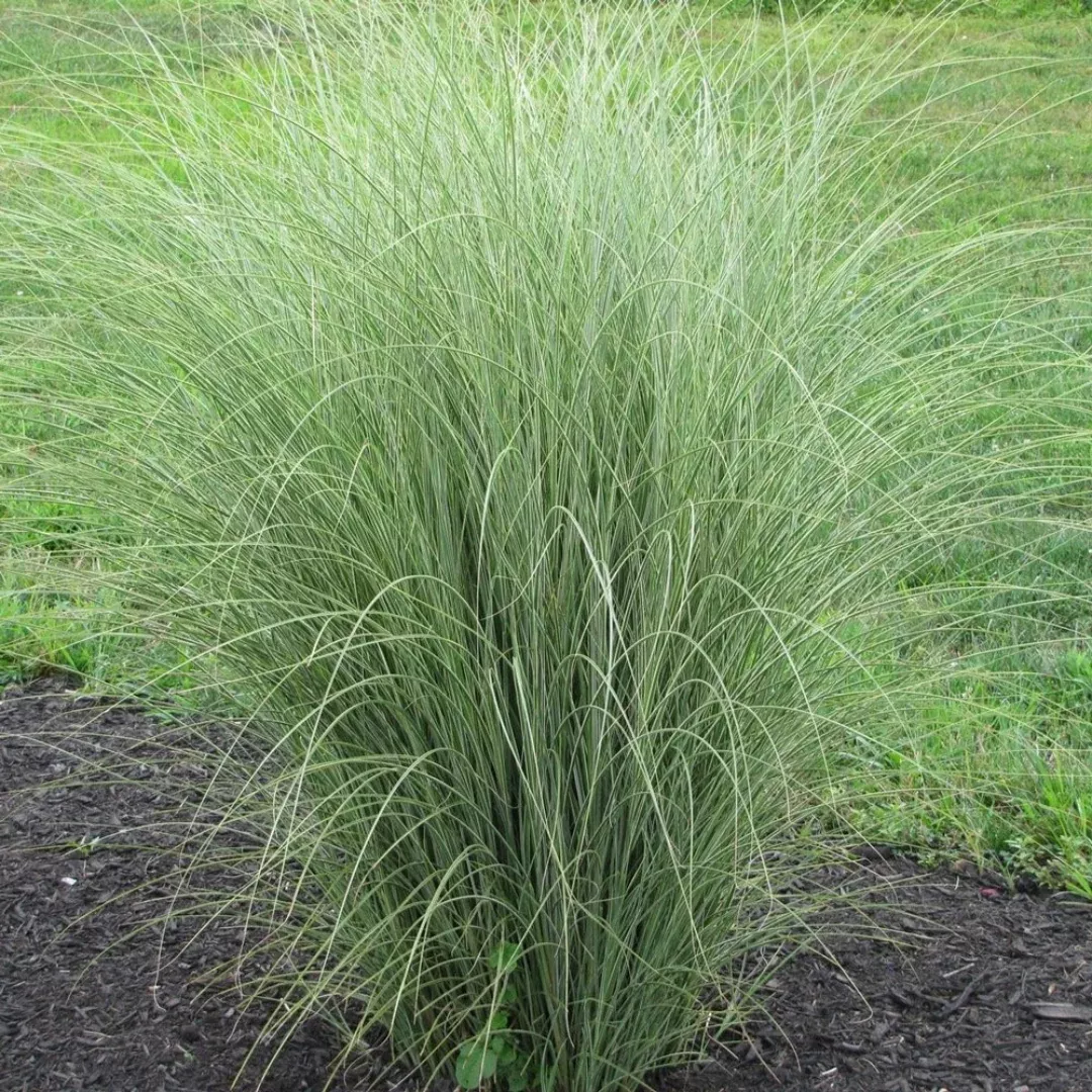 Miscanthus 'Morning Light'