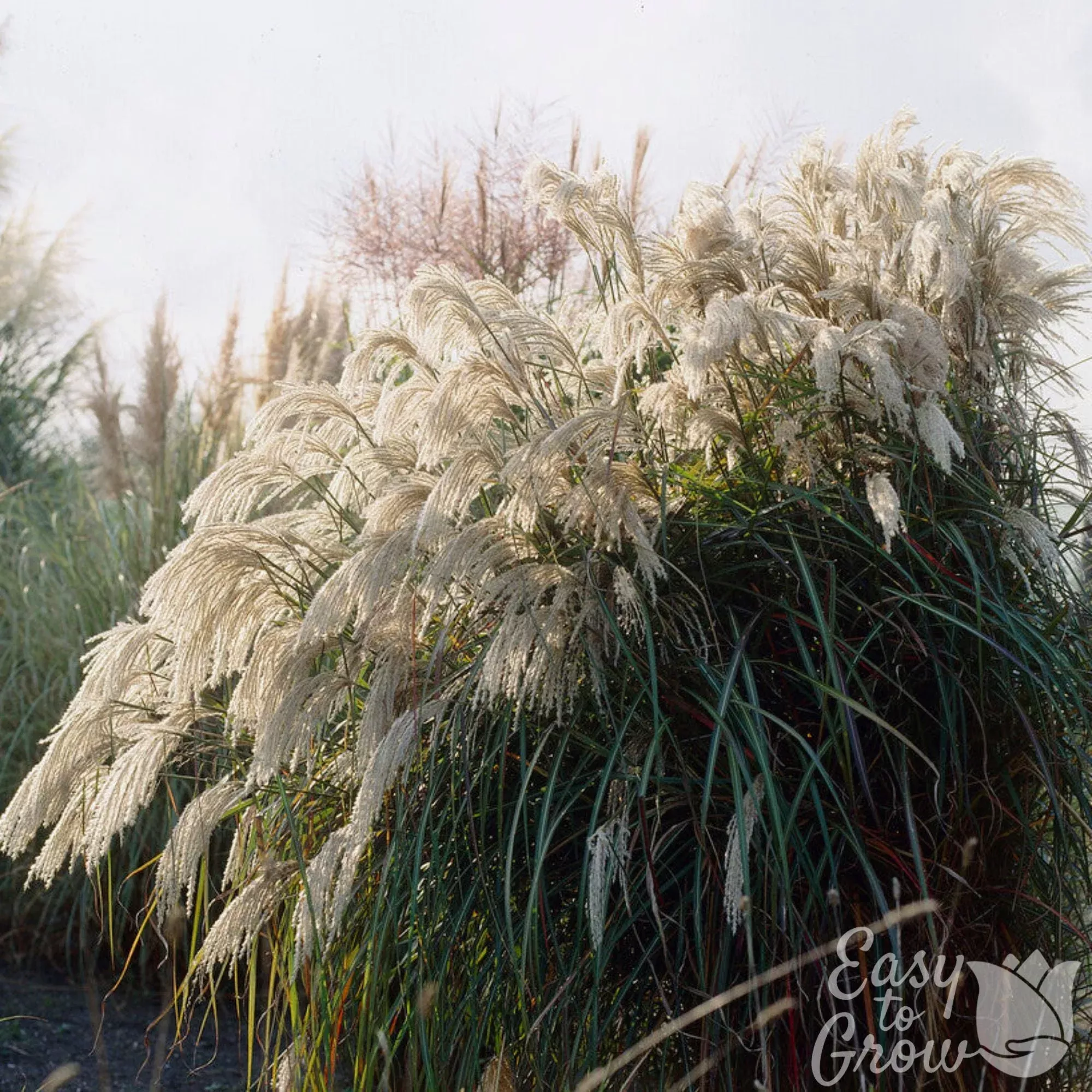 Miscanthus Purpurascens Flame Grass 2 Pack