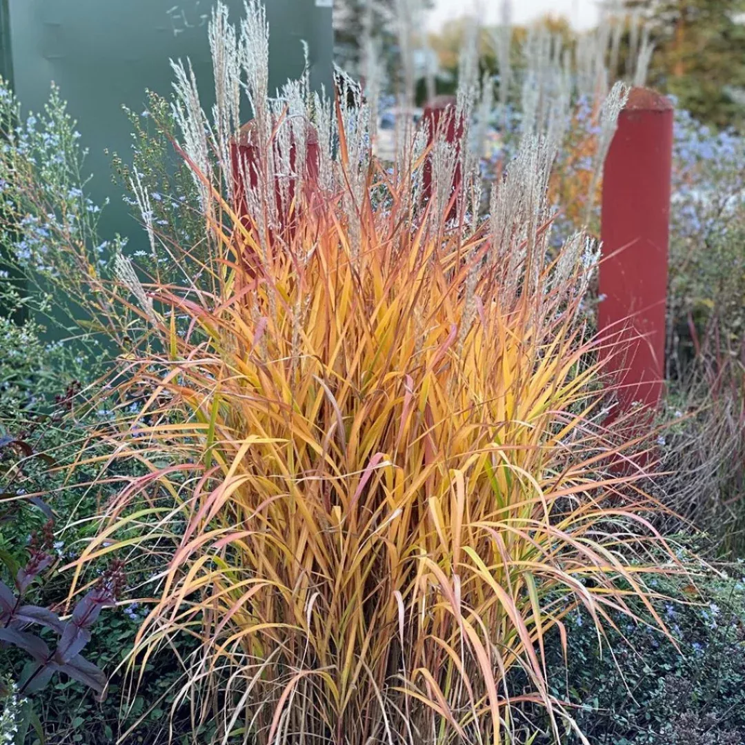 Miscanthus 'Purpurascens'