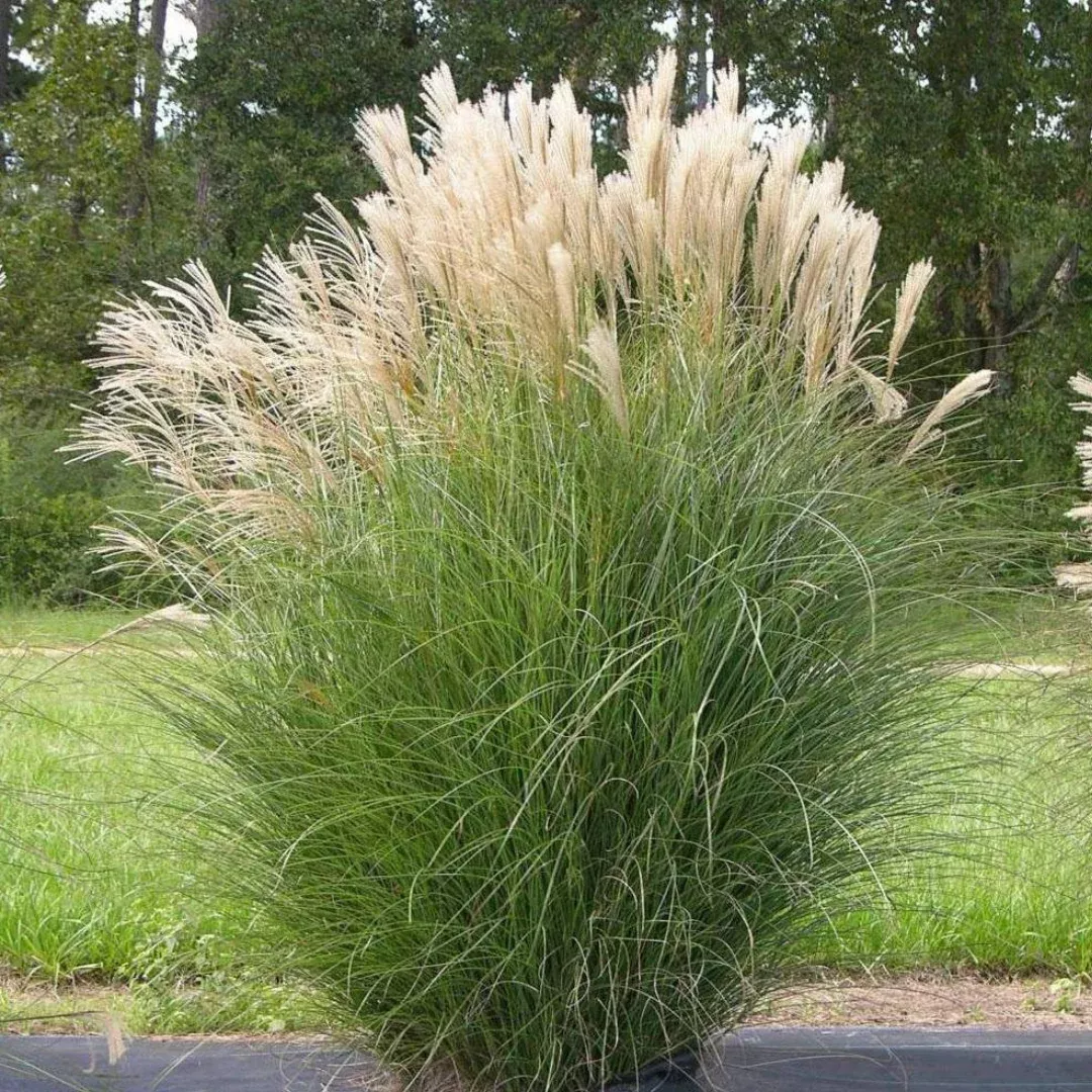 Miscanthus 'Silberfeder'