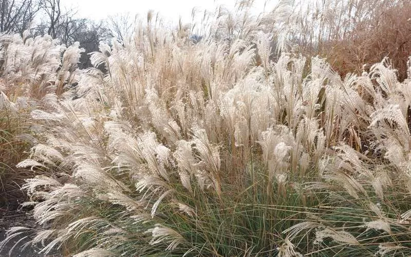 Miscanthus sinesis 'Adiagio'