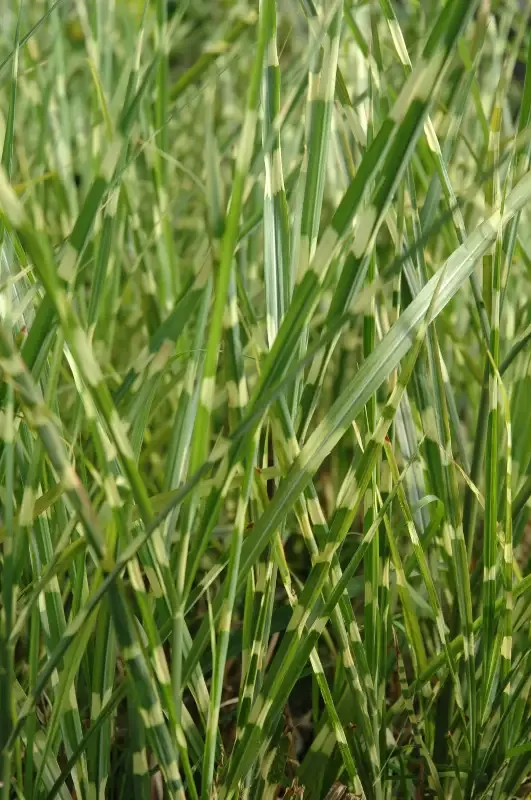 Miscanthus Sinesis (Zebrinus) "Zebra grass"
