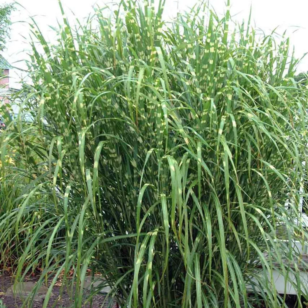 Miscanthus 'Strictus'