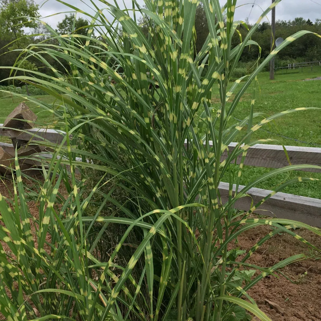 Miscanthus 'Zebrinus'