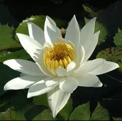Missouri- Night Blooming Tropical Lily