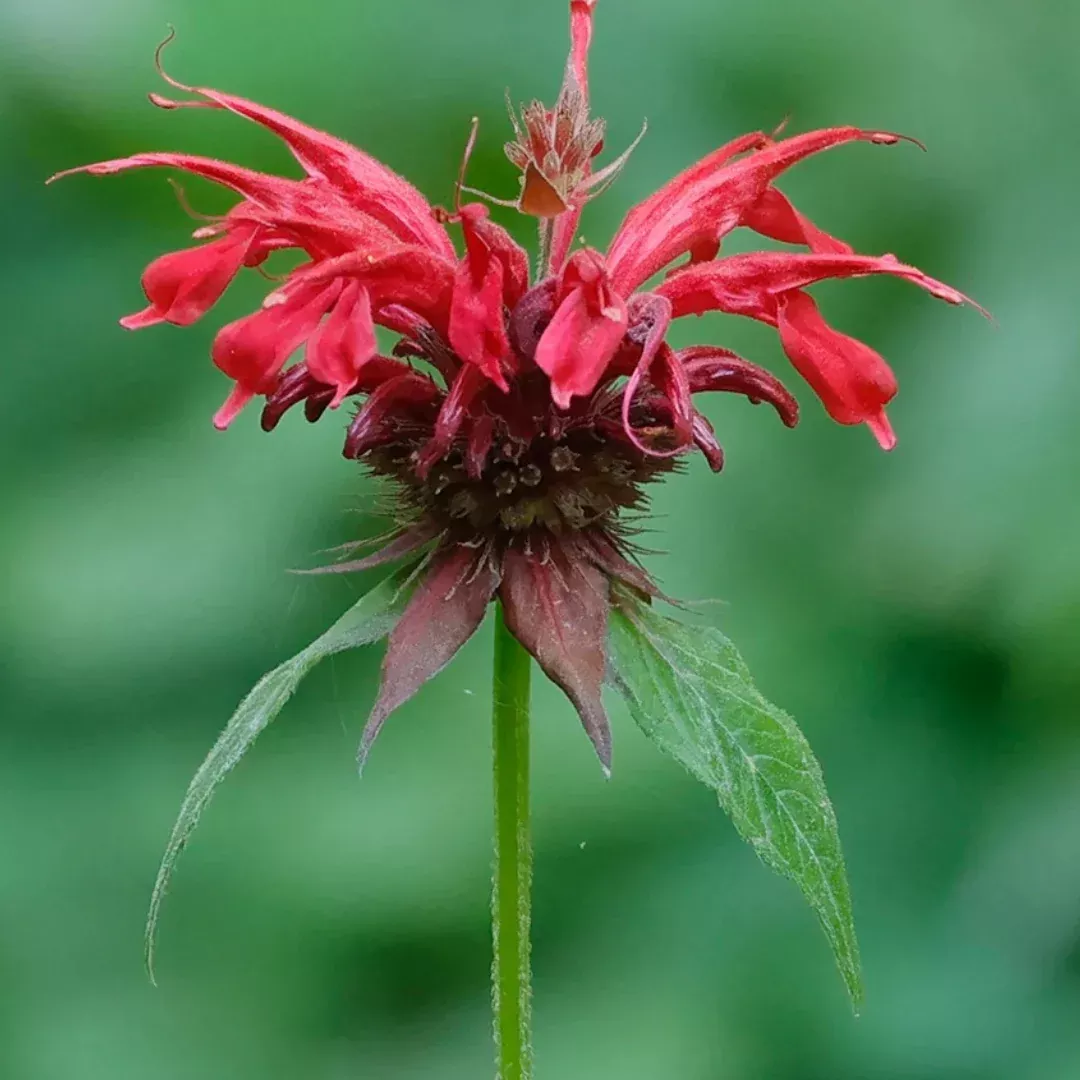 Monarda didyma