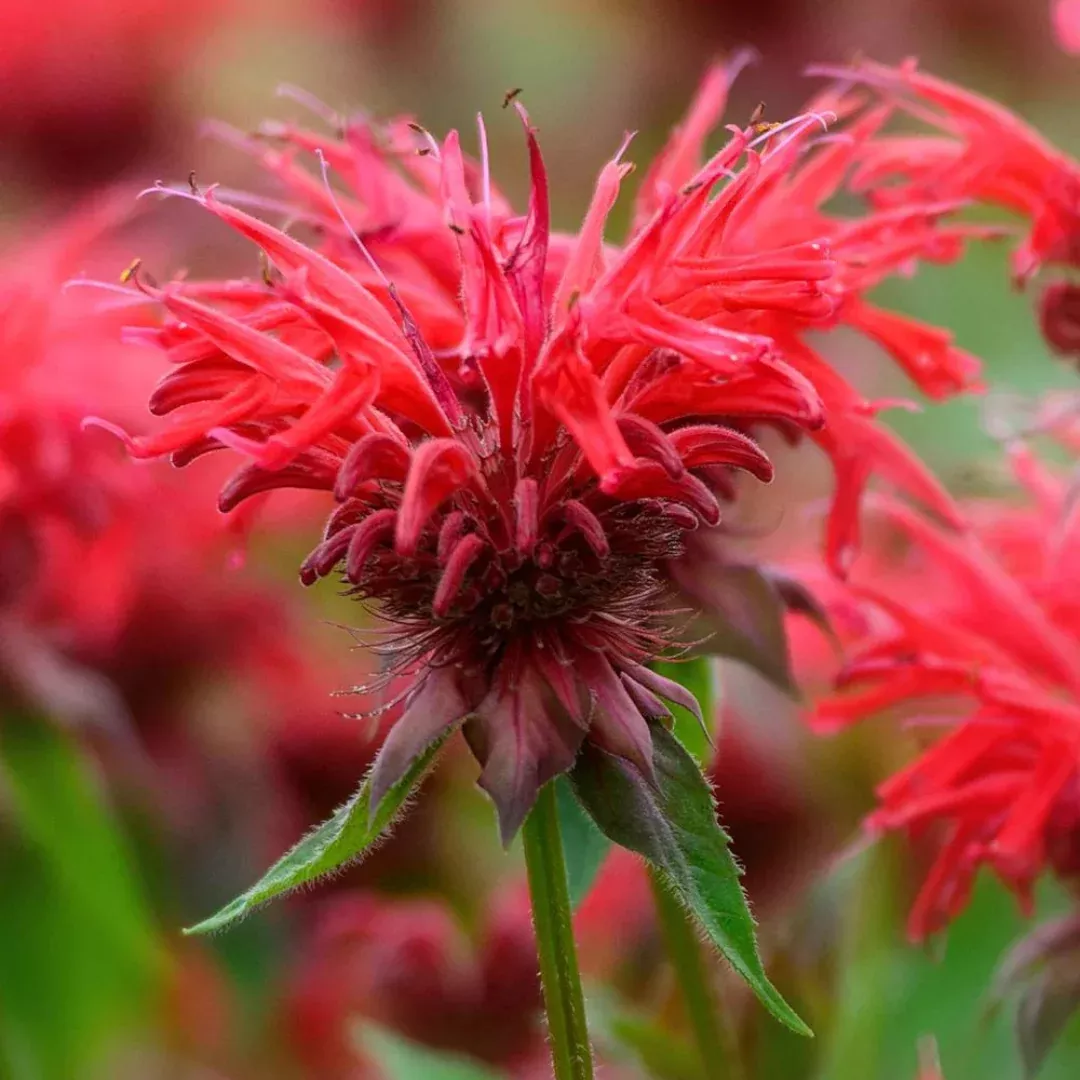 Monarda 'Fireball'
