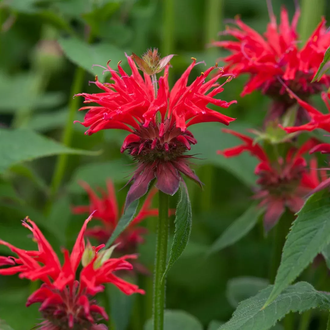 Monarda 'Gardenview Scarlet'