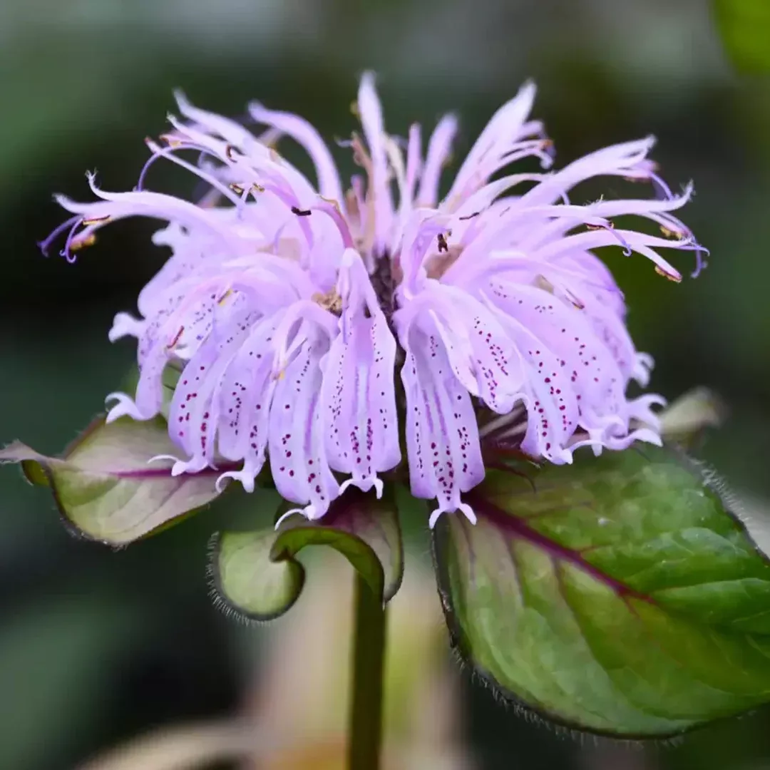 Monarda 'Midnight Oil'