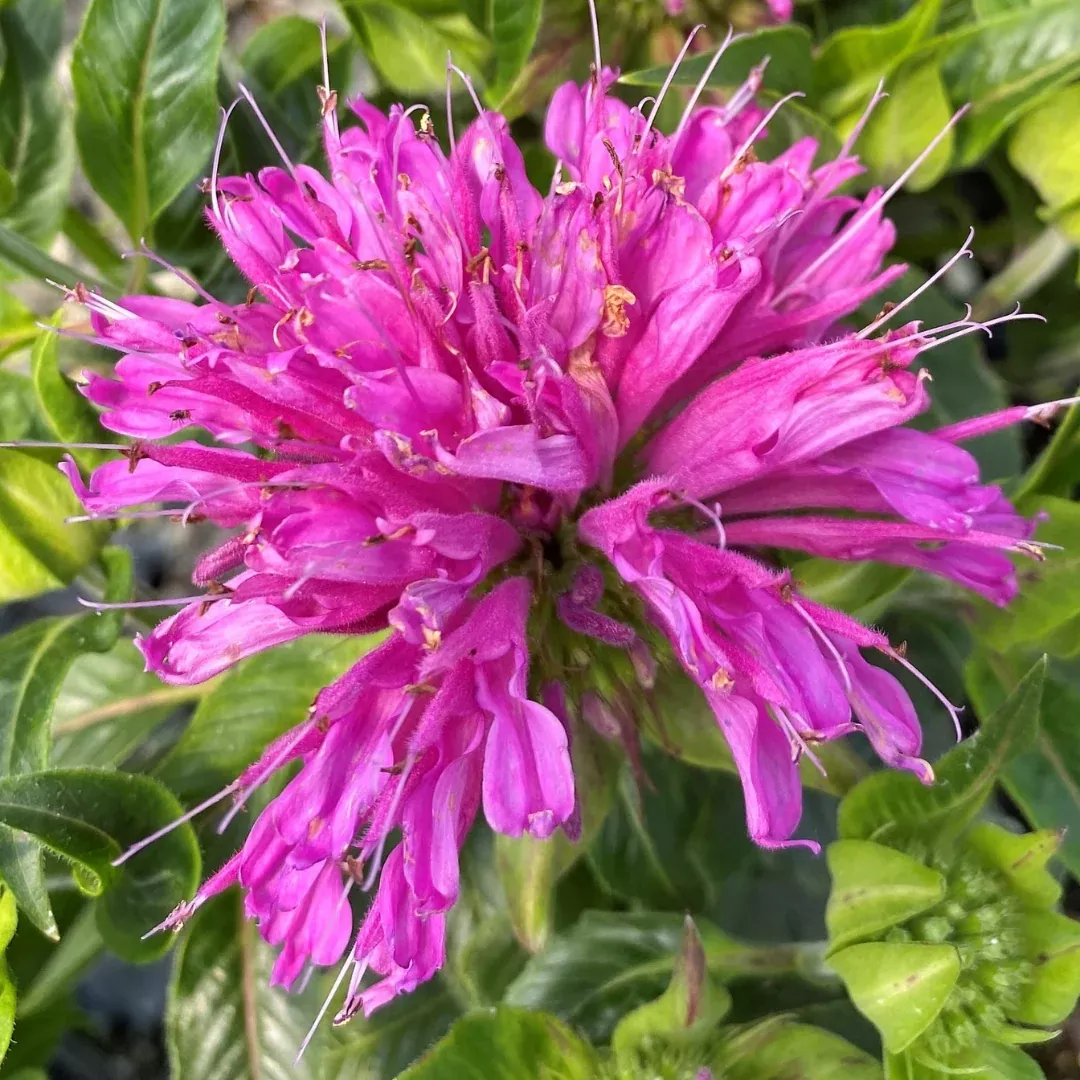 Monarda 'Pardon My Purple'