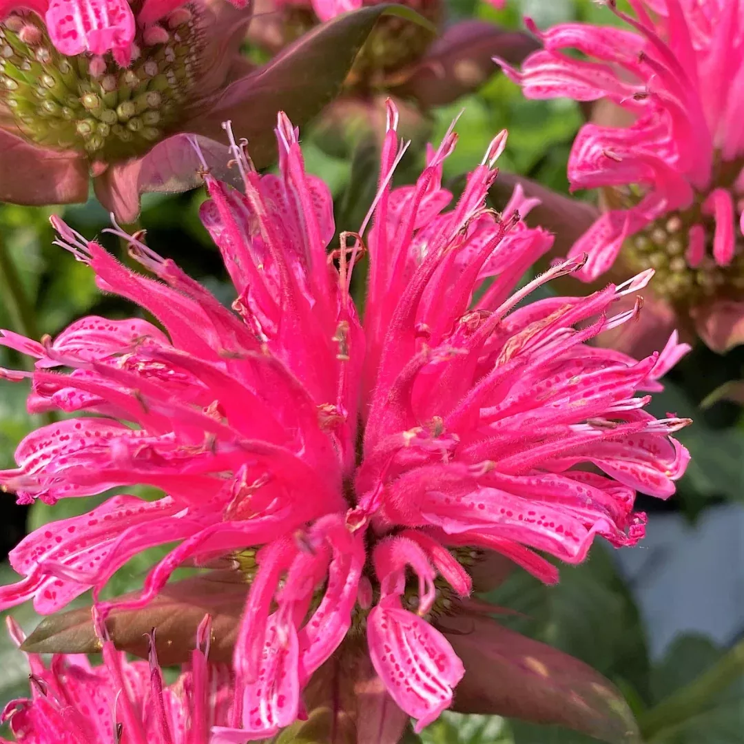 Monarda 'Pardon My Rose'