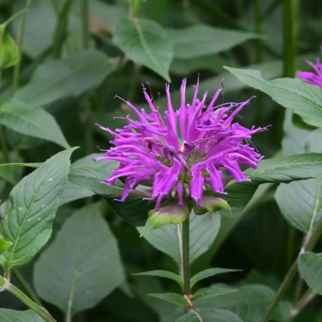 Monarda 'Purple Rooster'