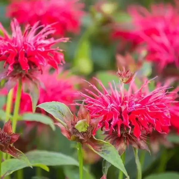 Monarda 'Raspberry Wine'