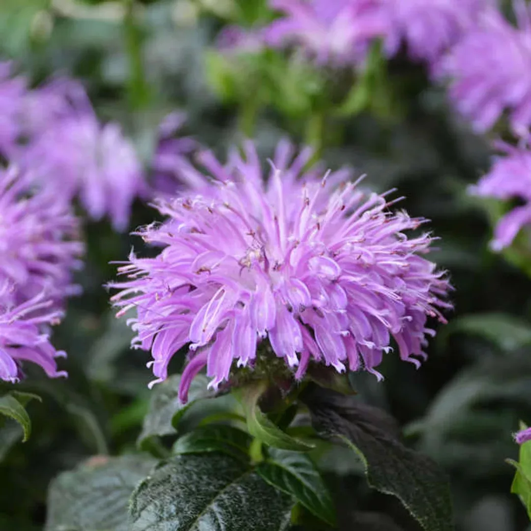 Monarda 'Sugar Buzz Blue Moon'