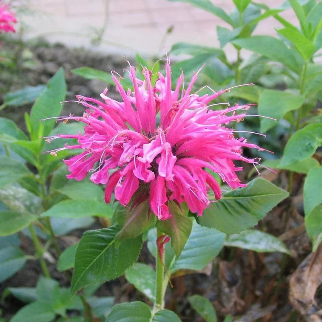 Monarda 'Sugar Buzz Bubblegum'