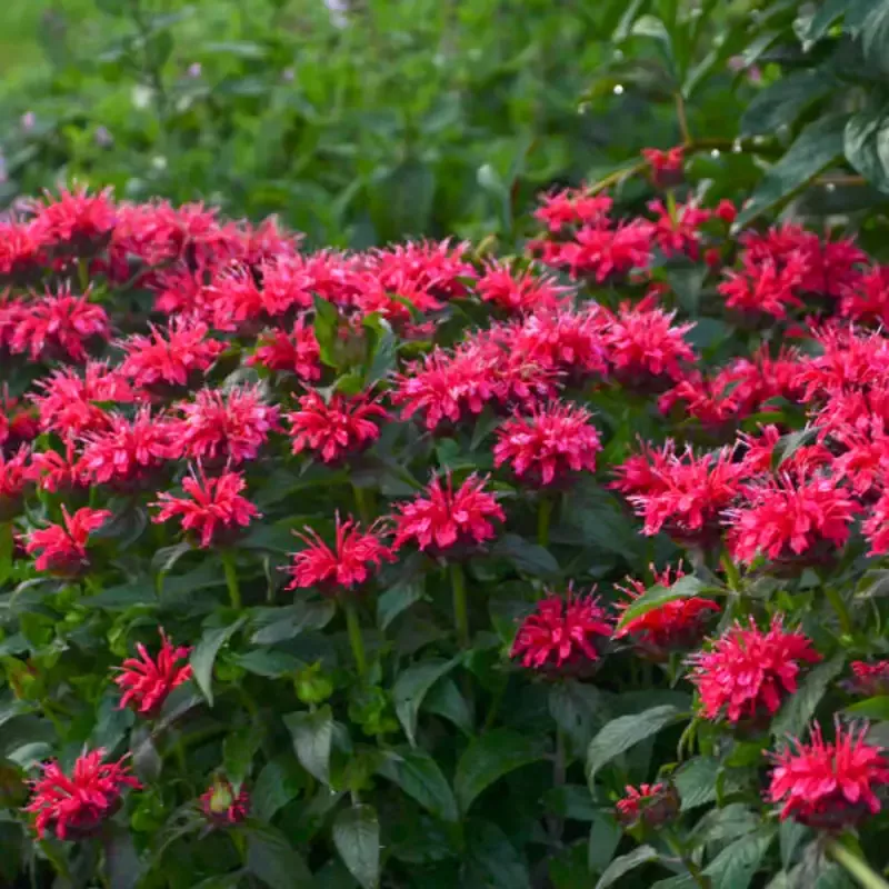 Monarda 'Sugar Buzz Cherry Pops'