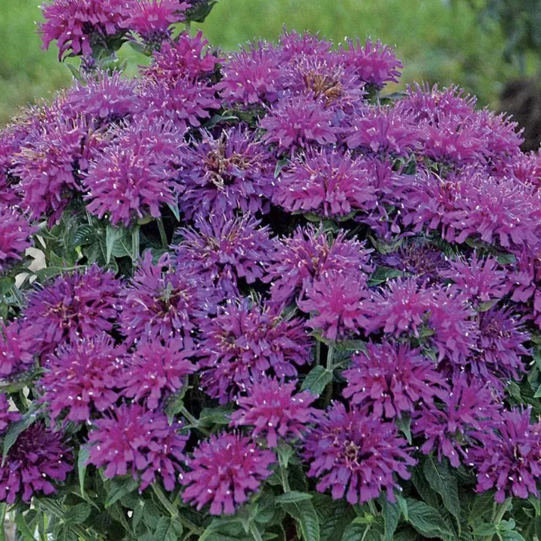 Monarda 'Sugar Buzz Grape Gumball'