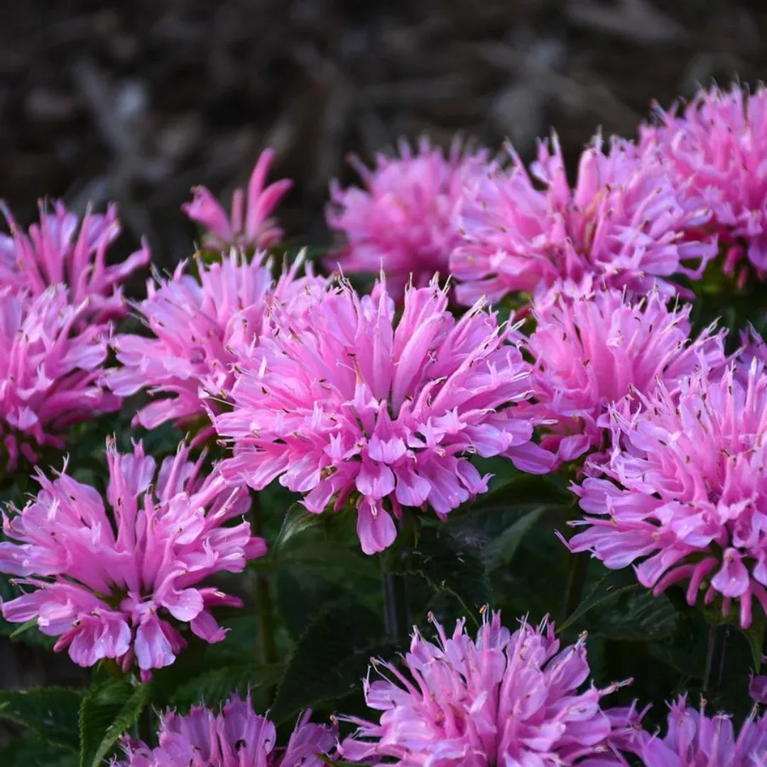 Monarda 'Sugar Buzz Pink Frosting'