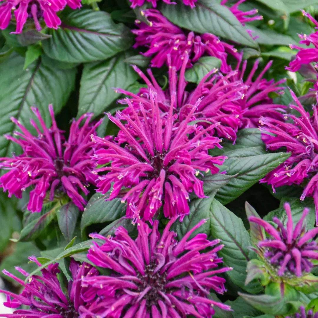 Monarda 'Sugar Buzz Rockin Raspberry'