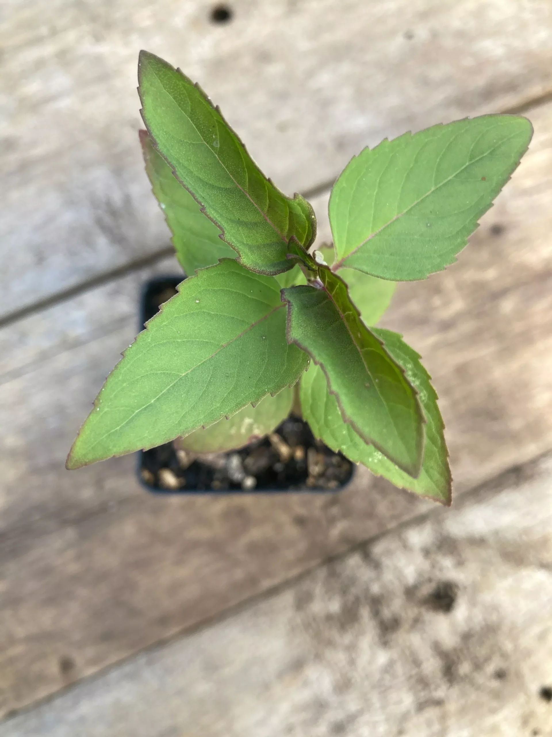 Monarda, Wild Bergamot