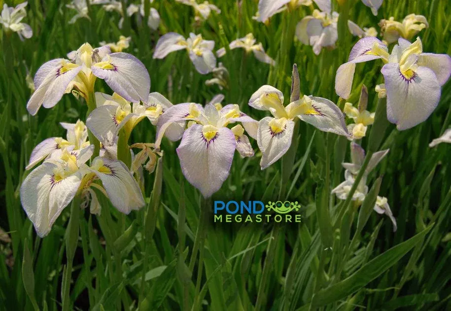 Moonlit Field Iris(Pseudata Bog Iris)'Tsukiyono' Japanese Iris Plants Available Spring 2021
