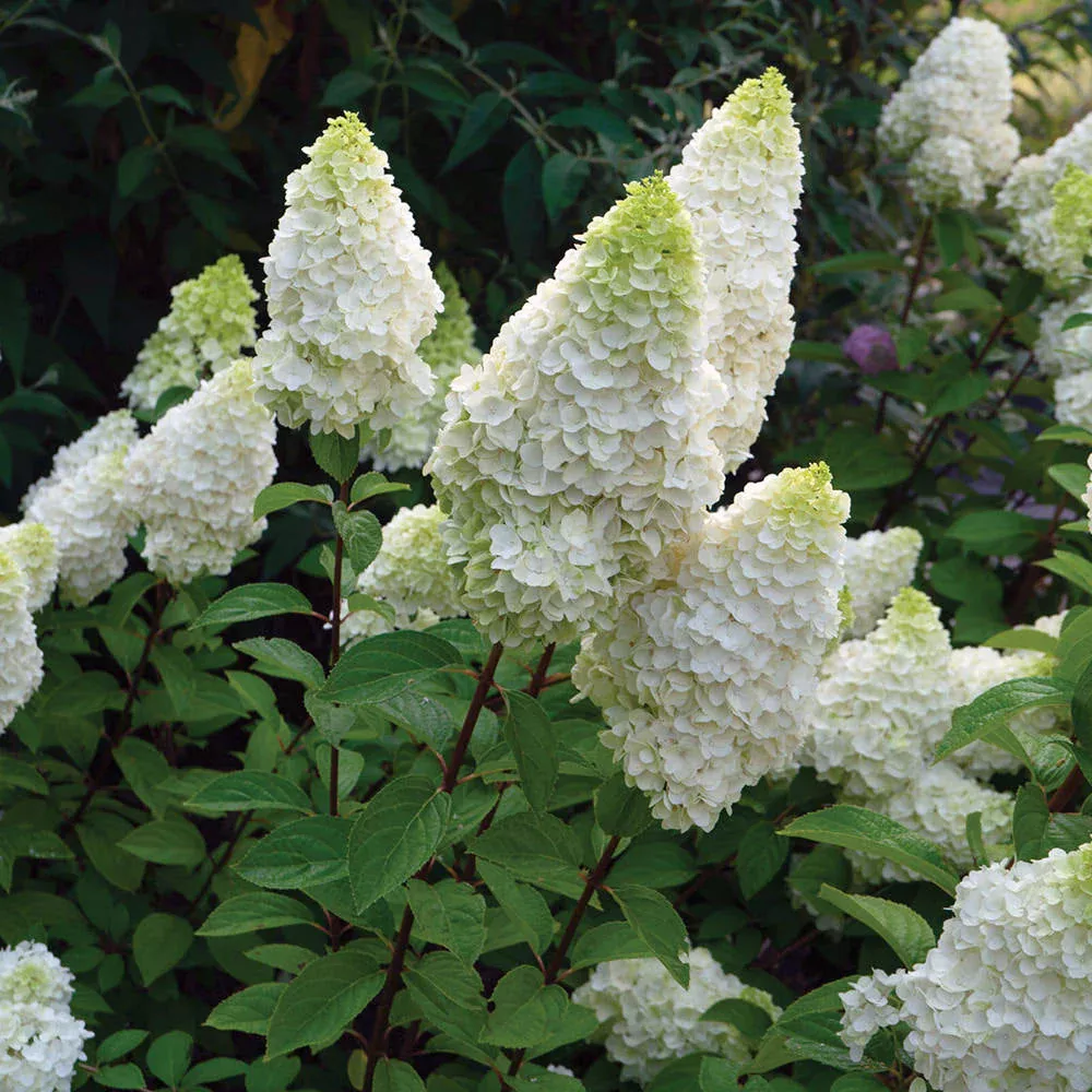 Moonrock™ Panicle Hydrangea