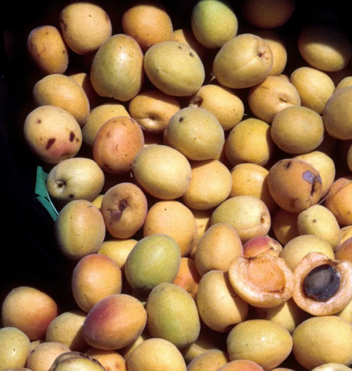 Moorpark Apricot