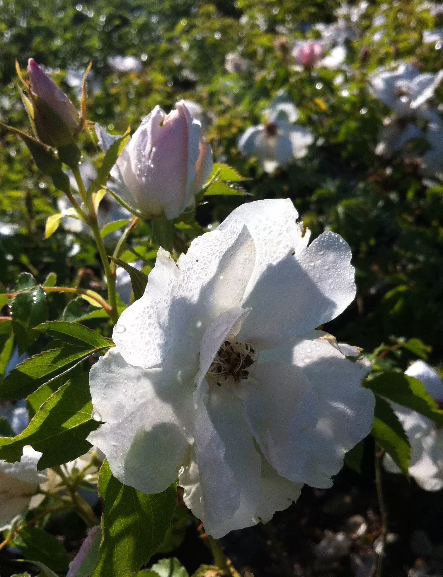 Morden Snowbeauty Rose