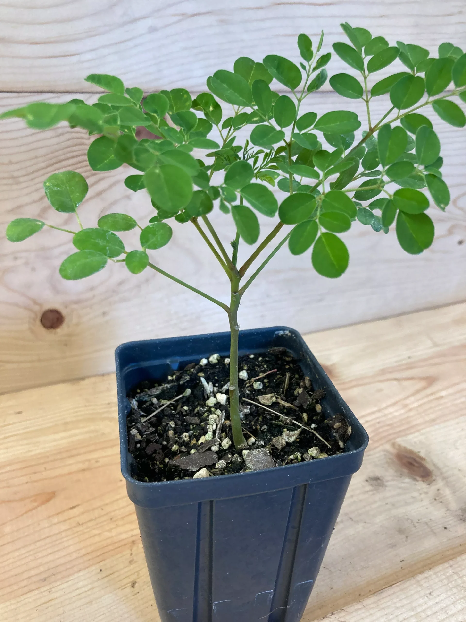 Moringa