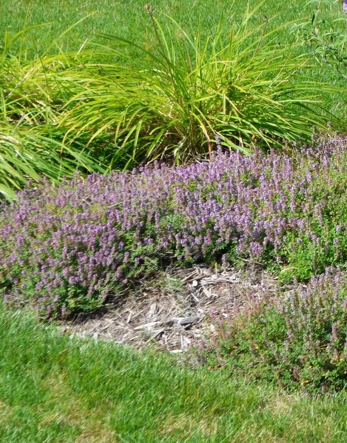 Mother-of-Thyme