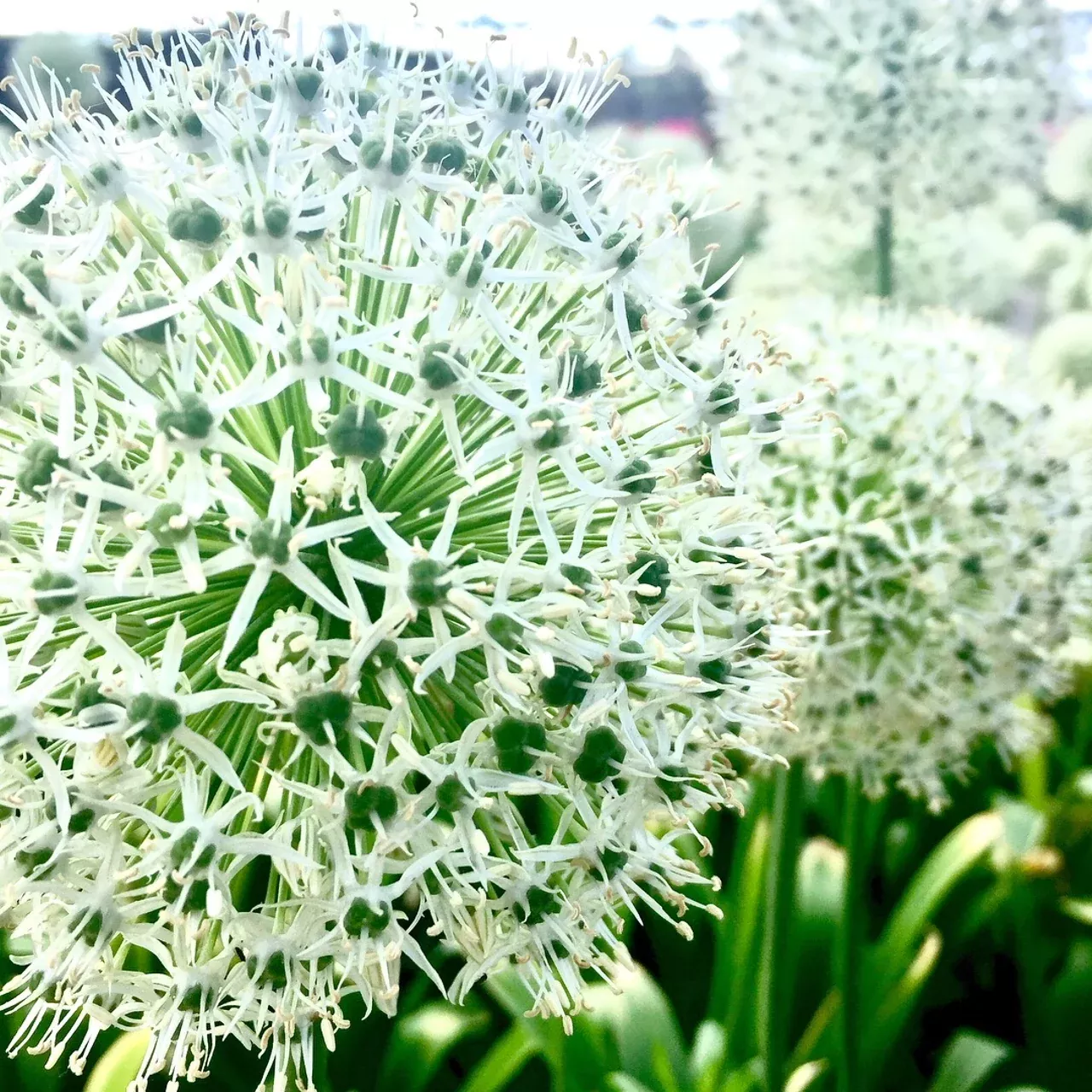 Mount Everest Ornamental Onion