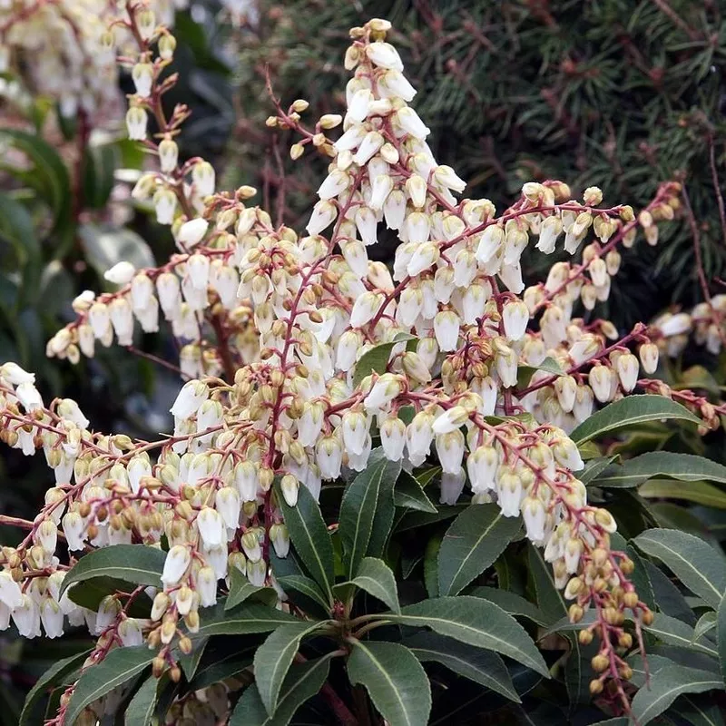 'Mountain Fire' Pieris