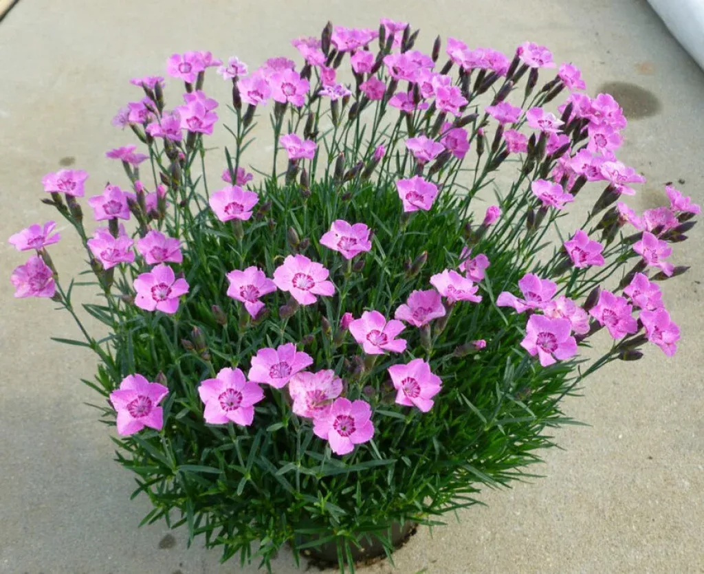 'Mountain Frost Pink Carpet' Cheddar Pinks