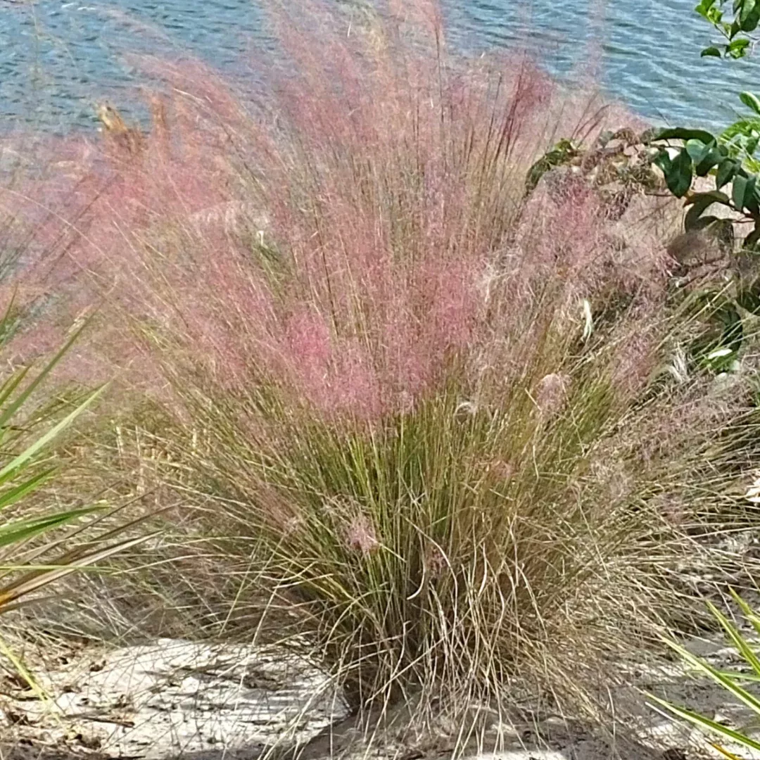 Muhlenbergia 'Pink Muhly Grass'