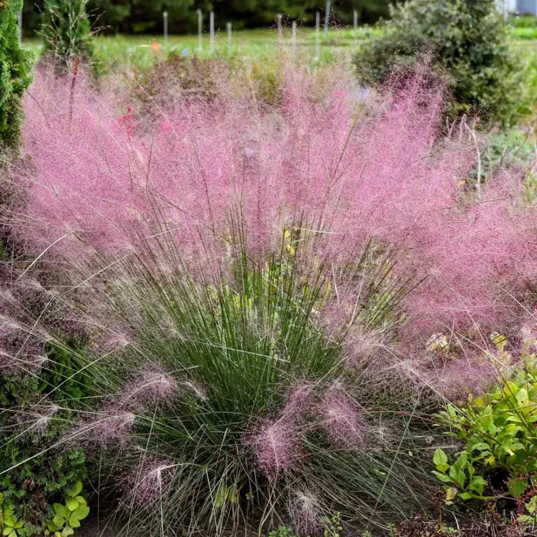 Muhlenbergia 'Undaunted'