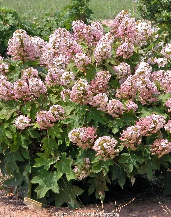 ‘Munchkin’ Oakleaf Hydrangea