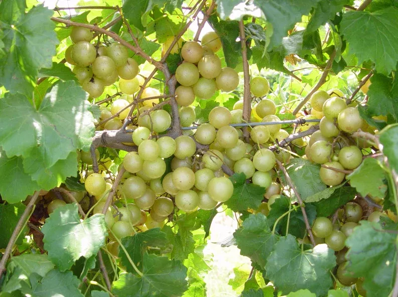 Muscadine, Hall, Bare Root