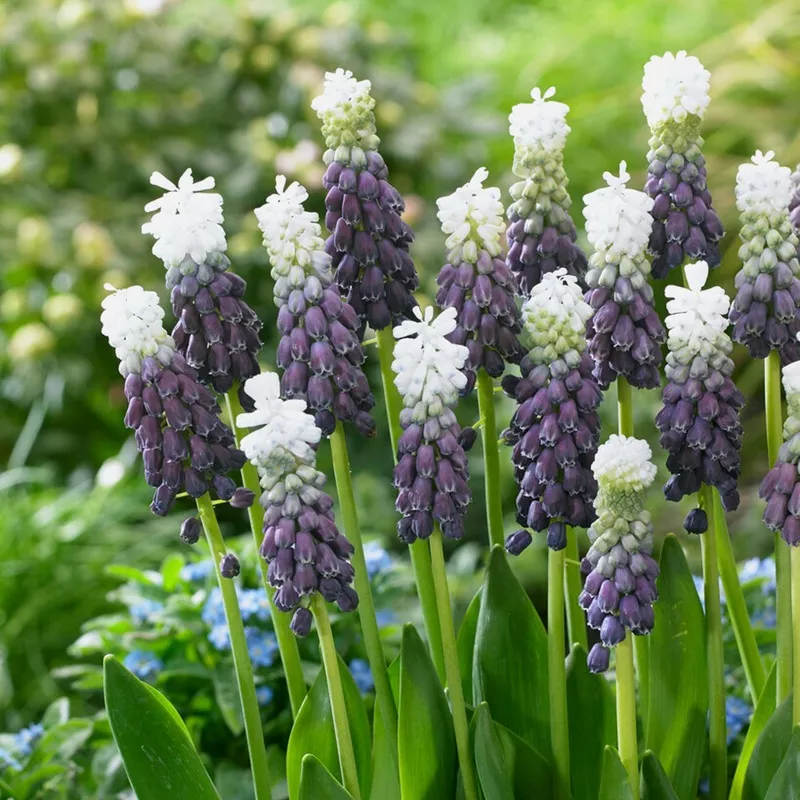 Muscari – Grape Hyacinth Grape Ice