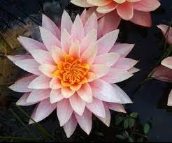 Myra- Pink Hardy Lily