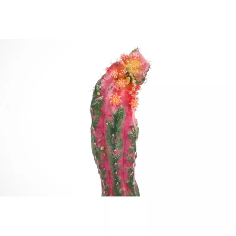 ‘+ Myrtillocalycium cv. Polyp (Chimera)