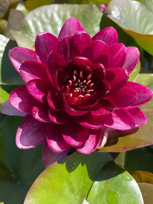 Mystery Bordeaux - Hardy Water Lily