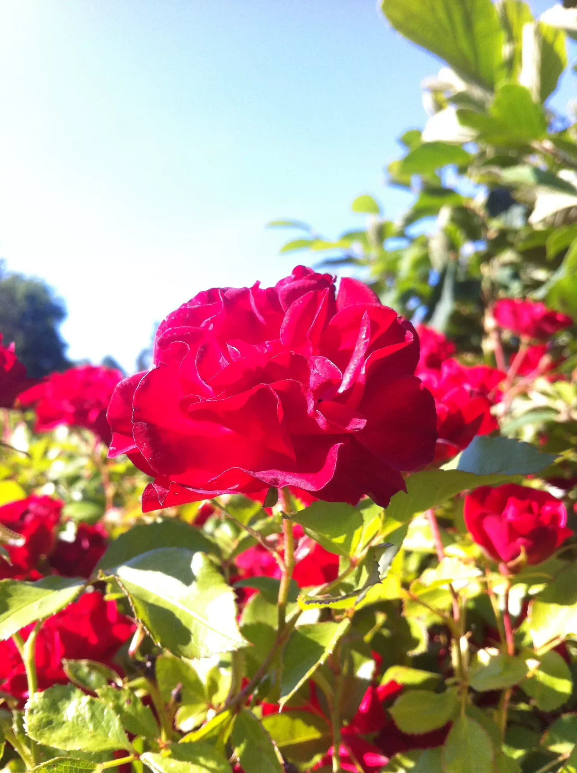 Mystic Fairy Rose